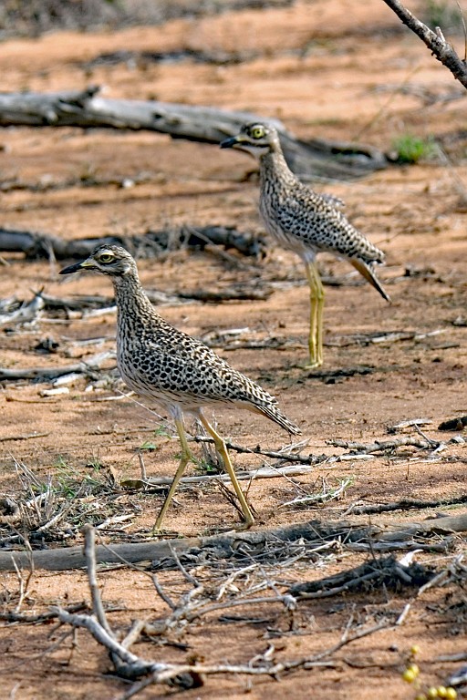 Kenia (441).jpg